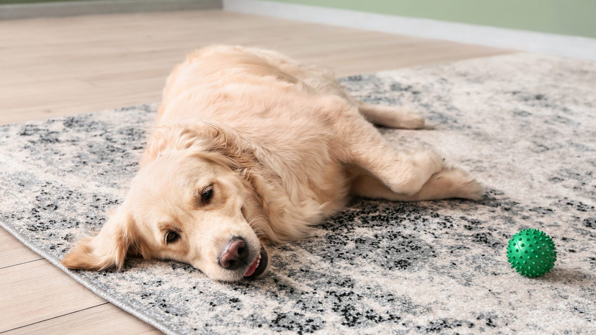 Pet-Friendly Flooring in Boca Raton: Ultimate Guide to Durable & Easy-to-Clean Choices